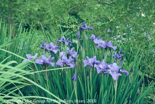 Iris sib. On and On